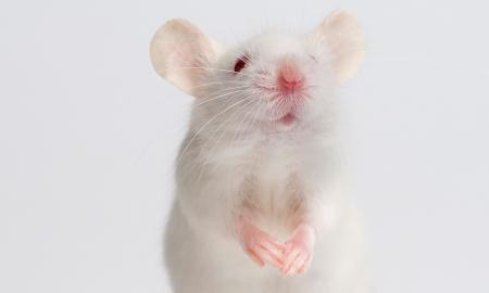 White Mouse