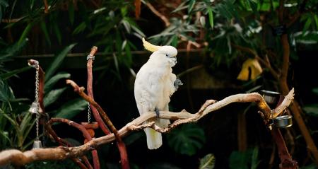 White Parrot in the Zoo