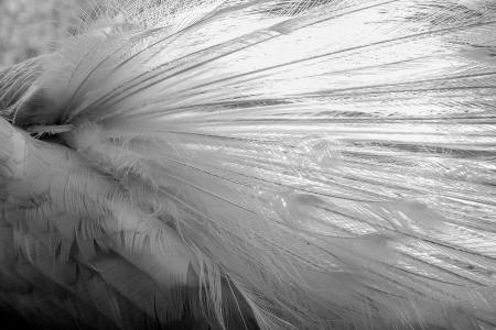 White Peacock Feathers