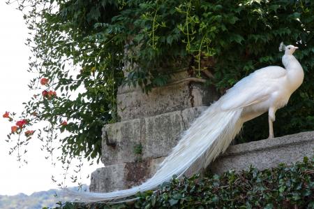 White peacock