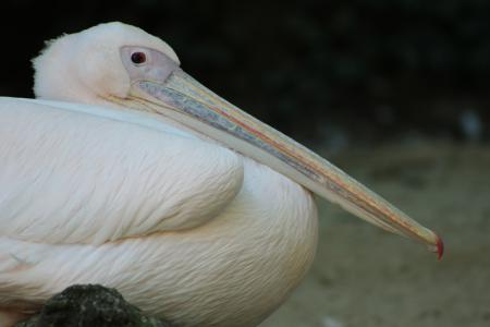 White Pelican