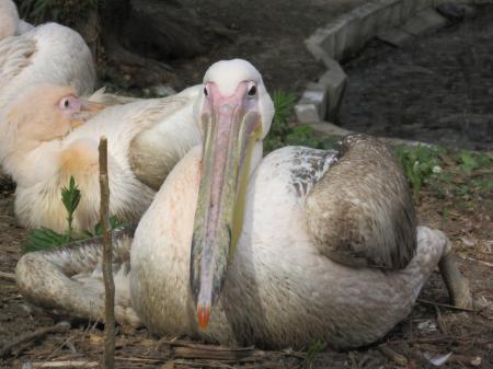 White pelicans resting