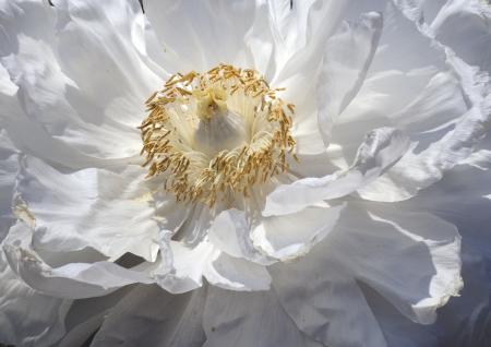 White Peony