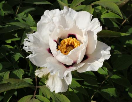 White Peony