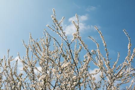 White Petal Flower during Day Time