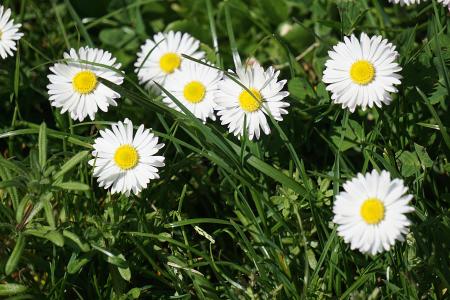 White Petal Flower Field