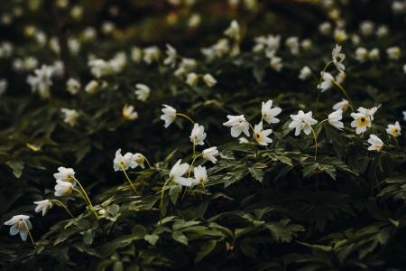 White Petaled Flower