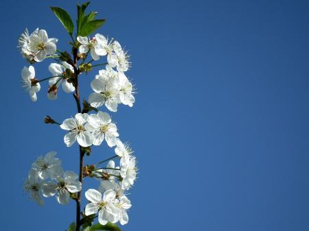 White Petaled Flower