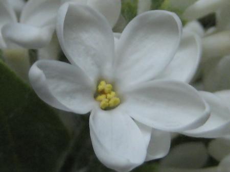 White Petaled Flower