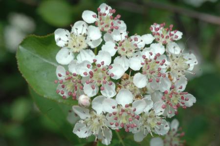 White Petaled Flower