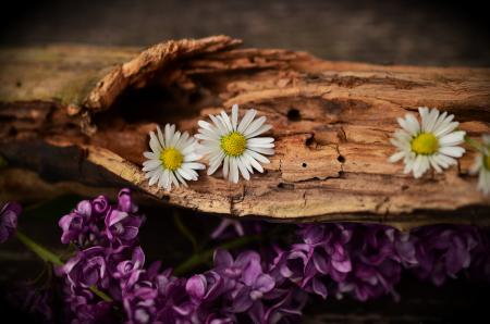 White Petaled Flower on Brown Trunks