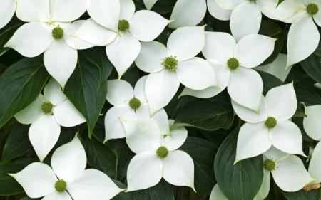 White Petaled Flowers