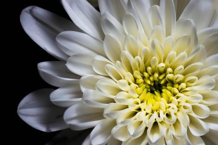 White Petaled Flowers