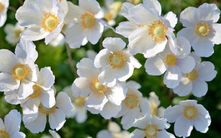 White Petaled Flowers