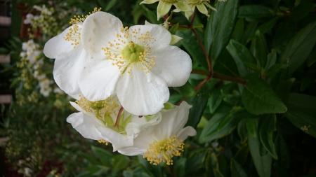 White Petaled Flowers