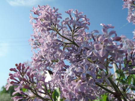 White Petaled Flowers