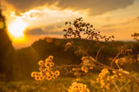 White Petaled Flowers at Golden Hour