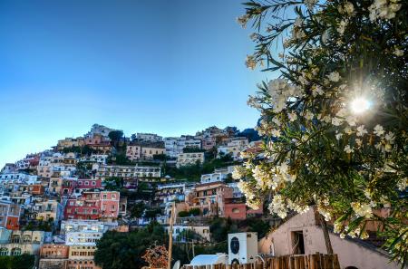 White Petaled Flowers Near City