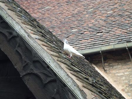 White pigeon on roof