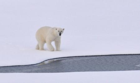 White Polar Bear on White Snowy Field Near Canal during Daytime