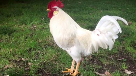 White Rooster