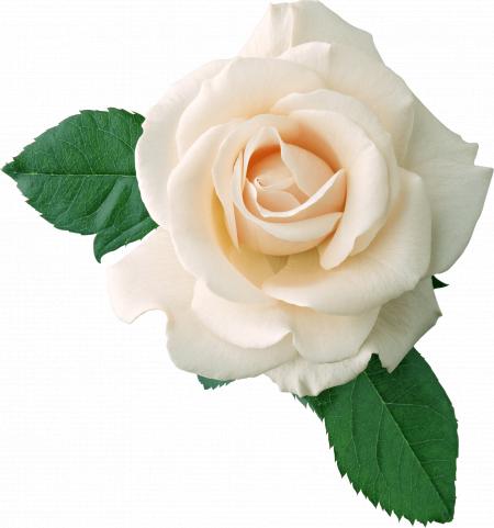 White Rose