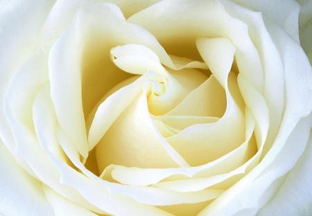 White Rose