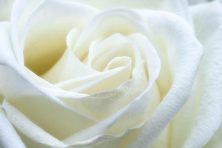 White Rose