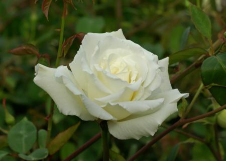 White Rose