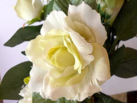 White Rose