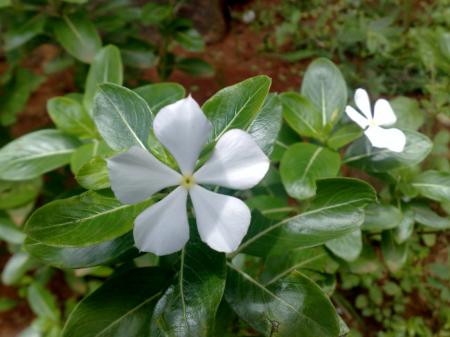 White Savam Nari Flower