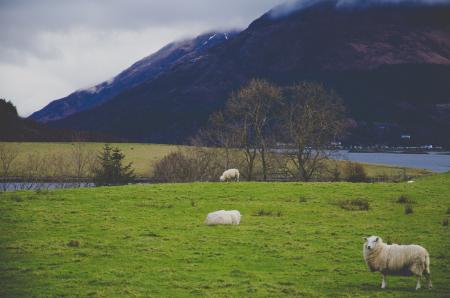 White Sheep on Green Grass Field