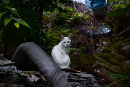 White Short Fur Cat