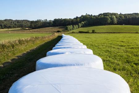 White silage bales in Brastad 9