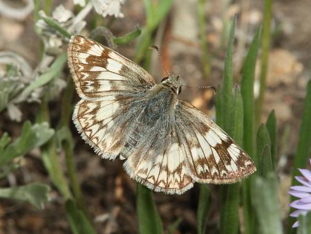 WHITE-SKIPPER, NORTHERN (Heliopetes ericetorum) (6-15-11) fem, slate creek, mt ellen, garfield co, ut