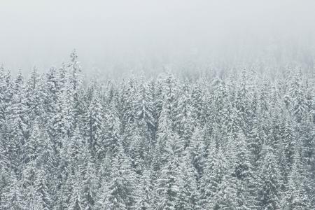 White Snow Trees in winter