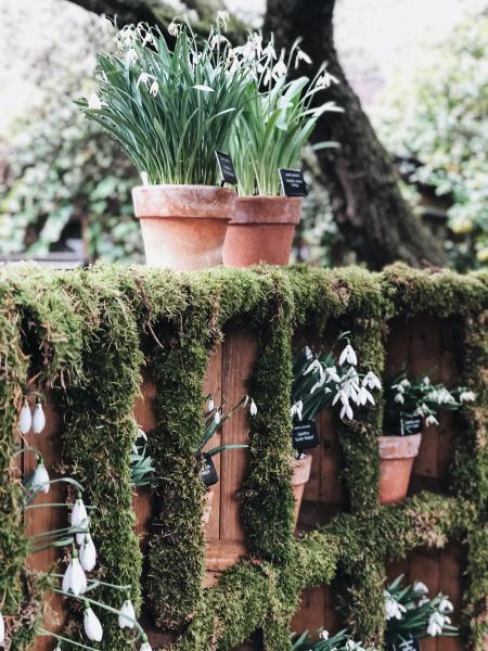White Snowdrop Flowers