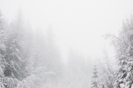 White Snowy Environment With Pine Trees