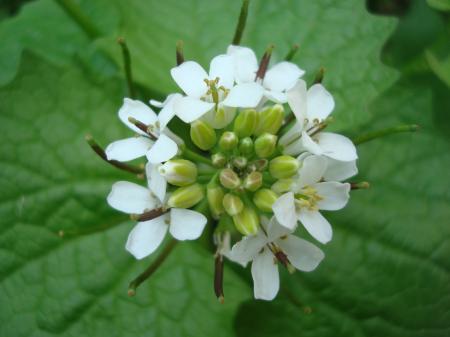 White spring flower