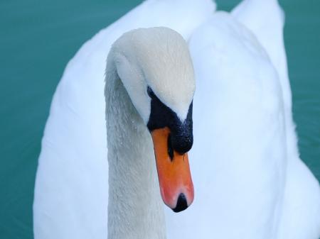White Swan