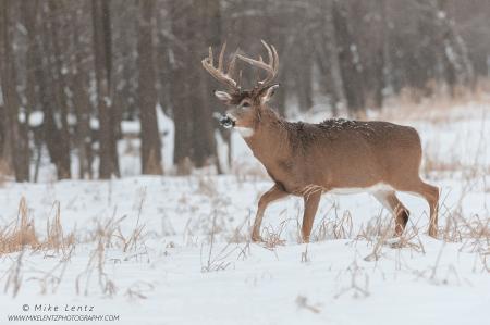 White Tailed Deer