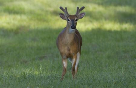 White Tailed Deer