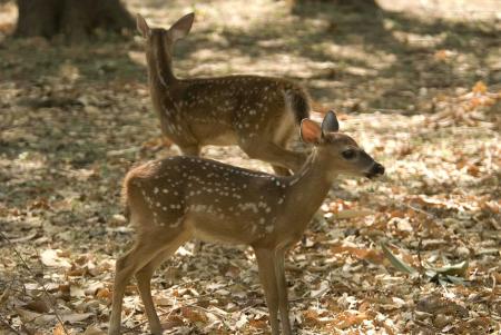 White Tailed Deer