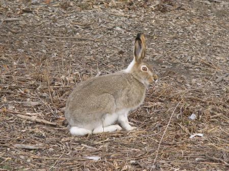 White Tailed Jackrabbit