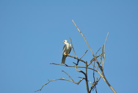 White Tailed Kite