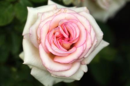 White Tea Rose