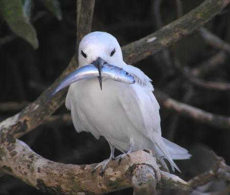 White Tern