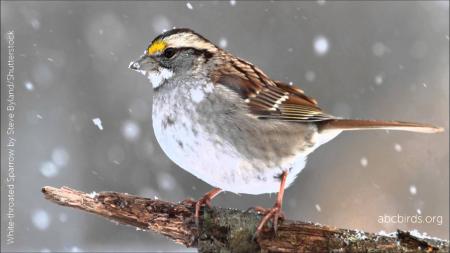 White Throated Sparrow