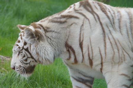 White tiger