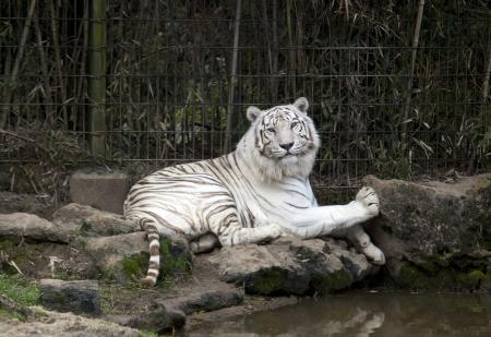 White Tiger